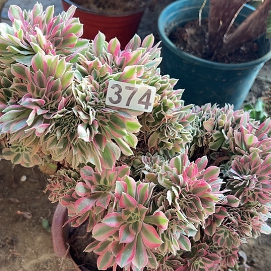 习***…多肉植物一个女巫有伤374