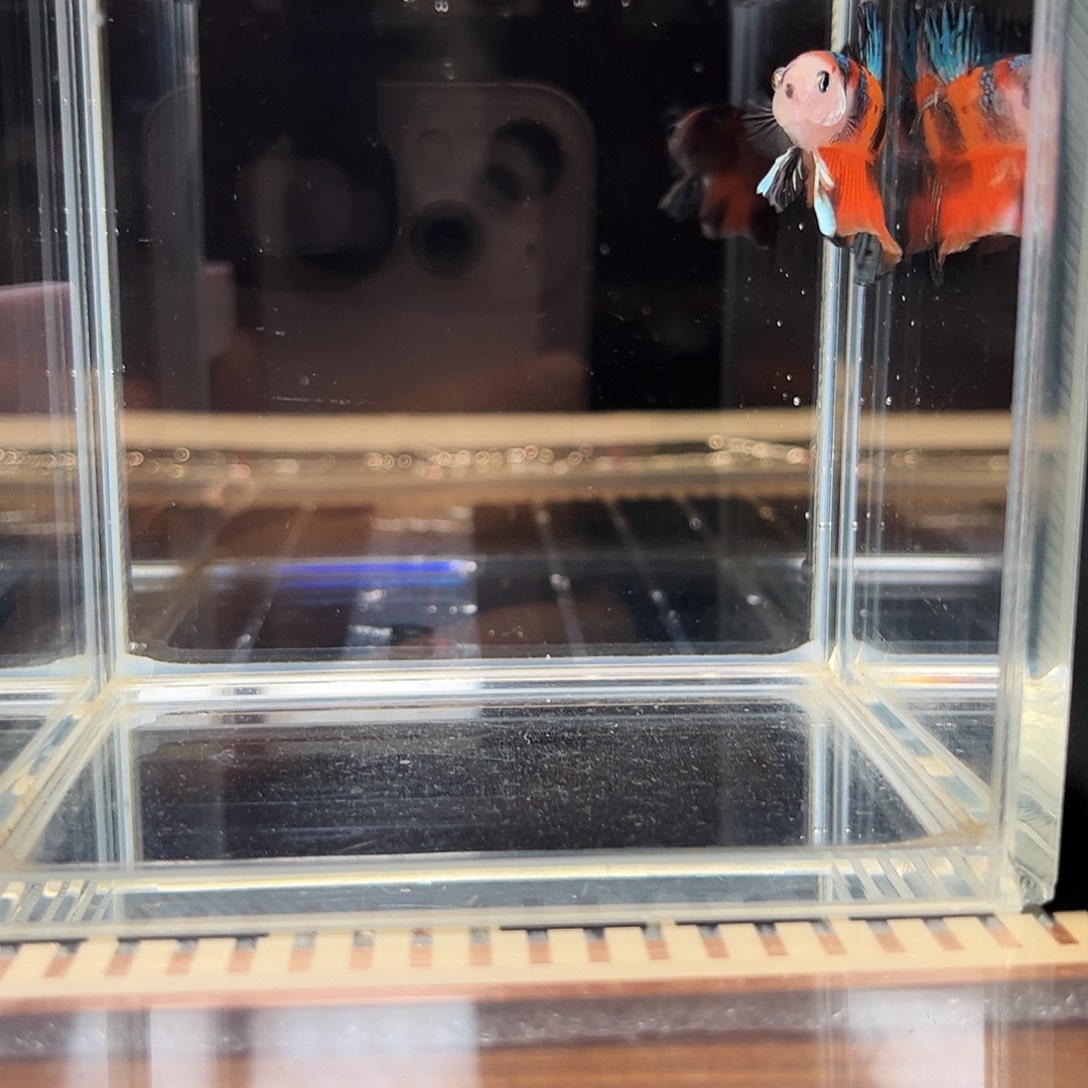 海水鱼宙斯斗鱼竞拍12-20