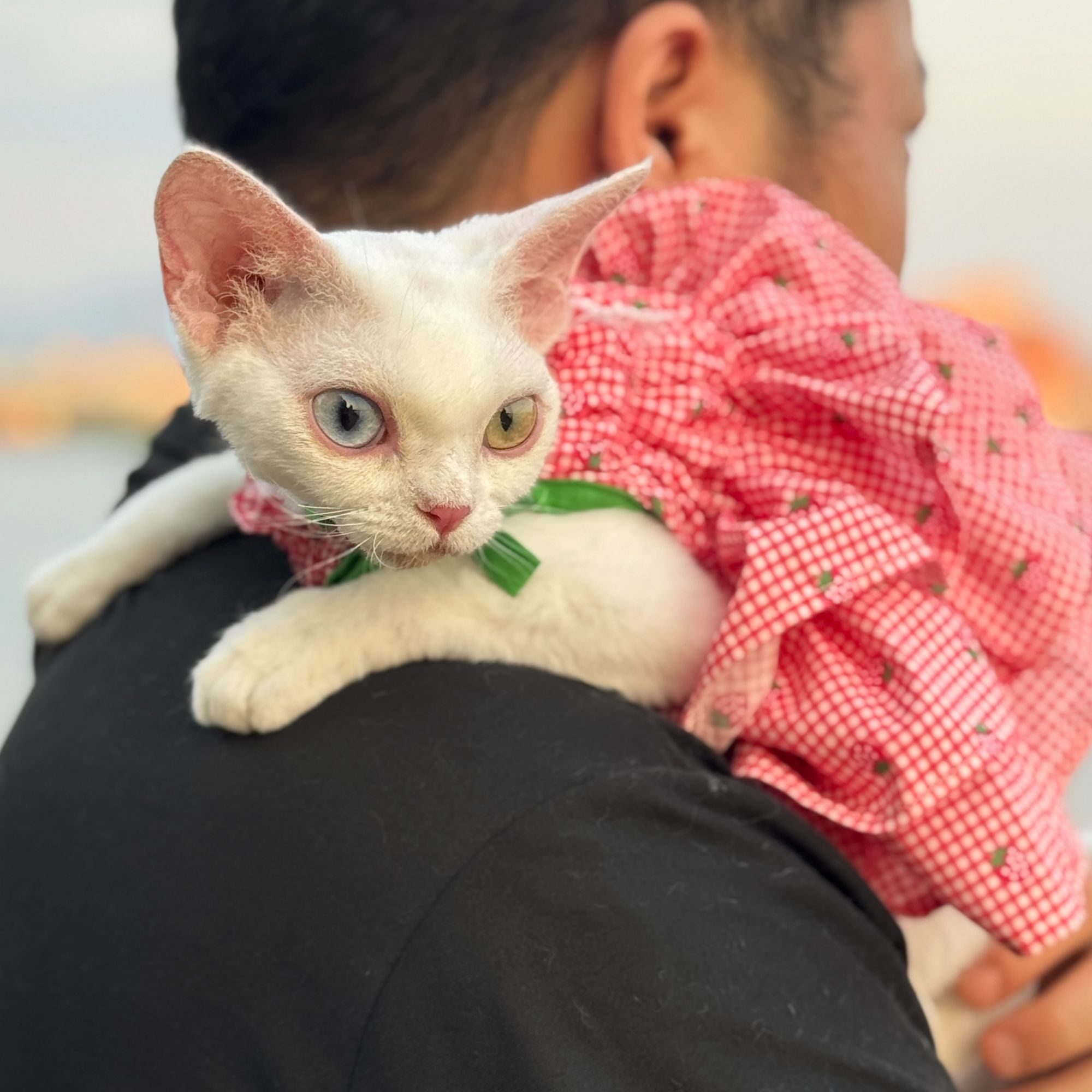 <晨晨 >纯白异瞳大耳朵妹妹 德文卷毛猫
