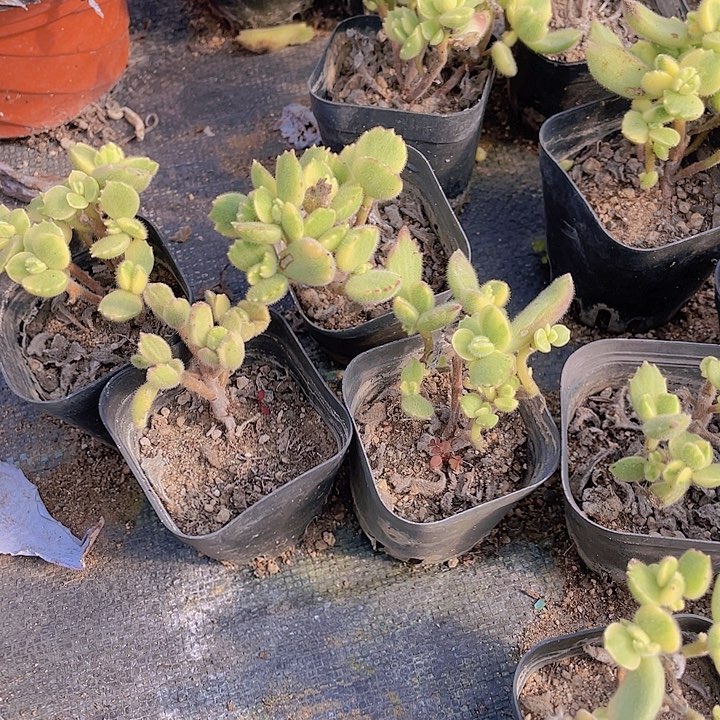 老桩白熊绿熊满25包邮