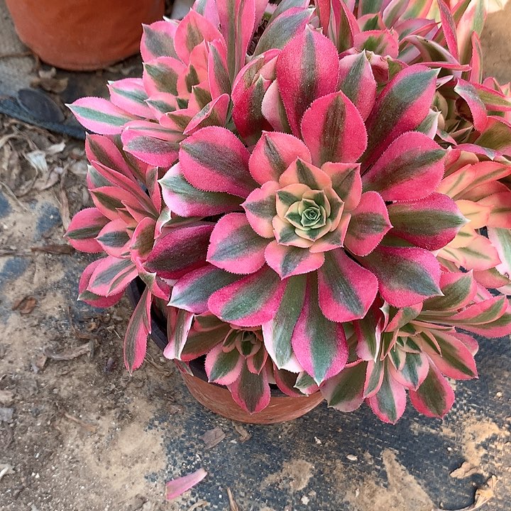 多肉植物女郎4 3