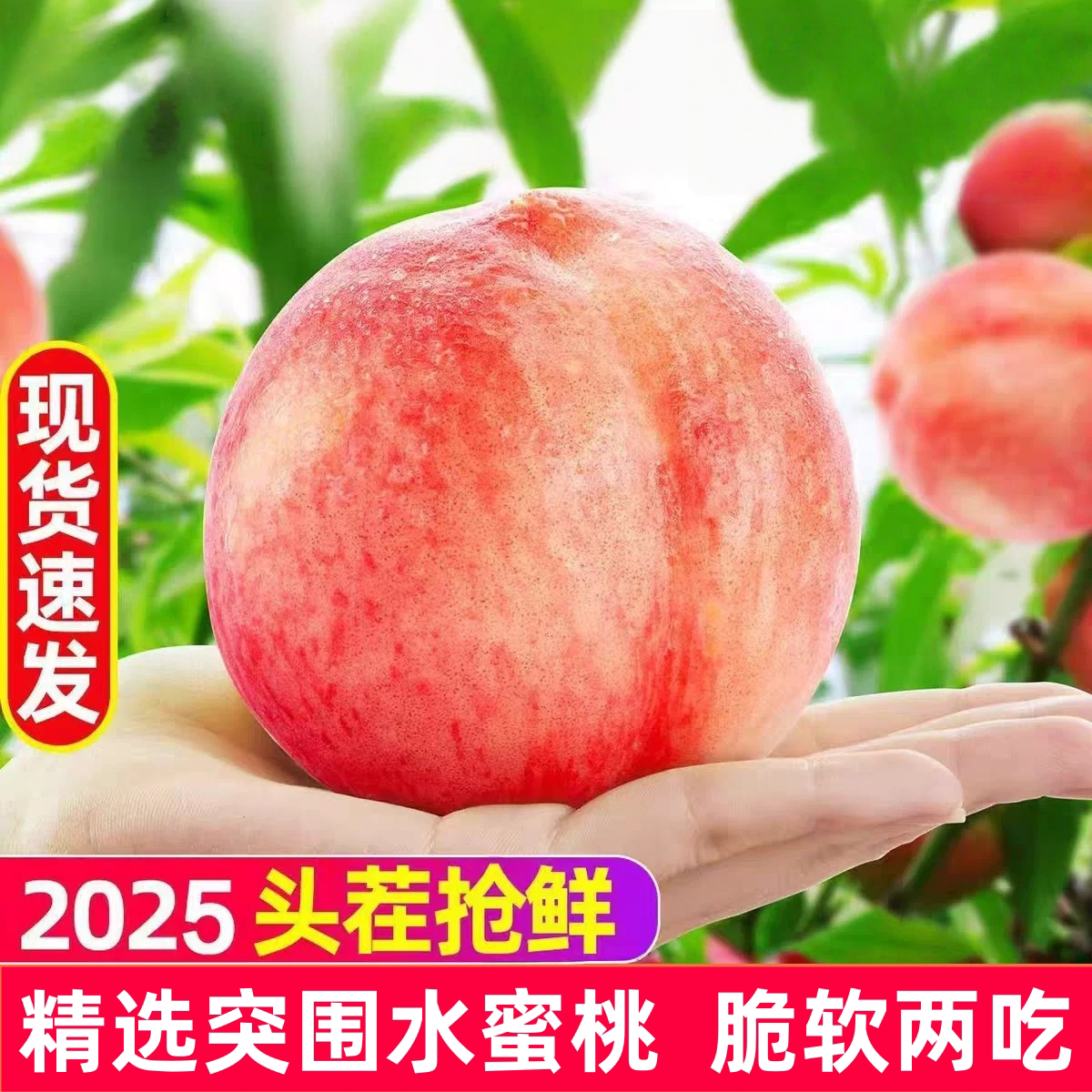 【果园现摘】正宗万亩桃园水蜜桃新鲜当季水果脆甜孕妇水果AA
