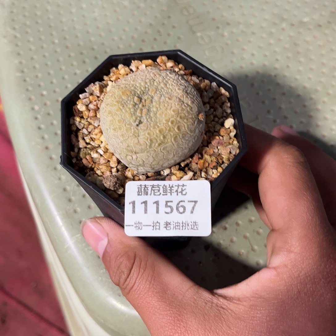 C***N111567一物一拍单头发