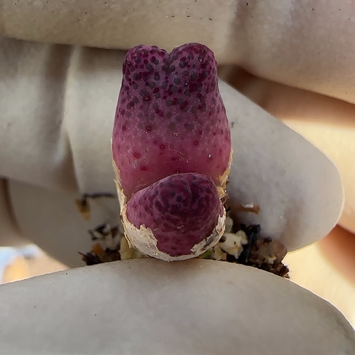 446大肚子斑马福利福利