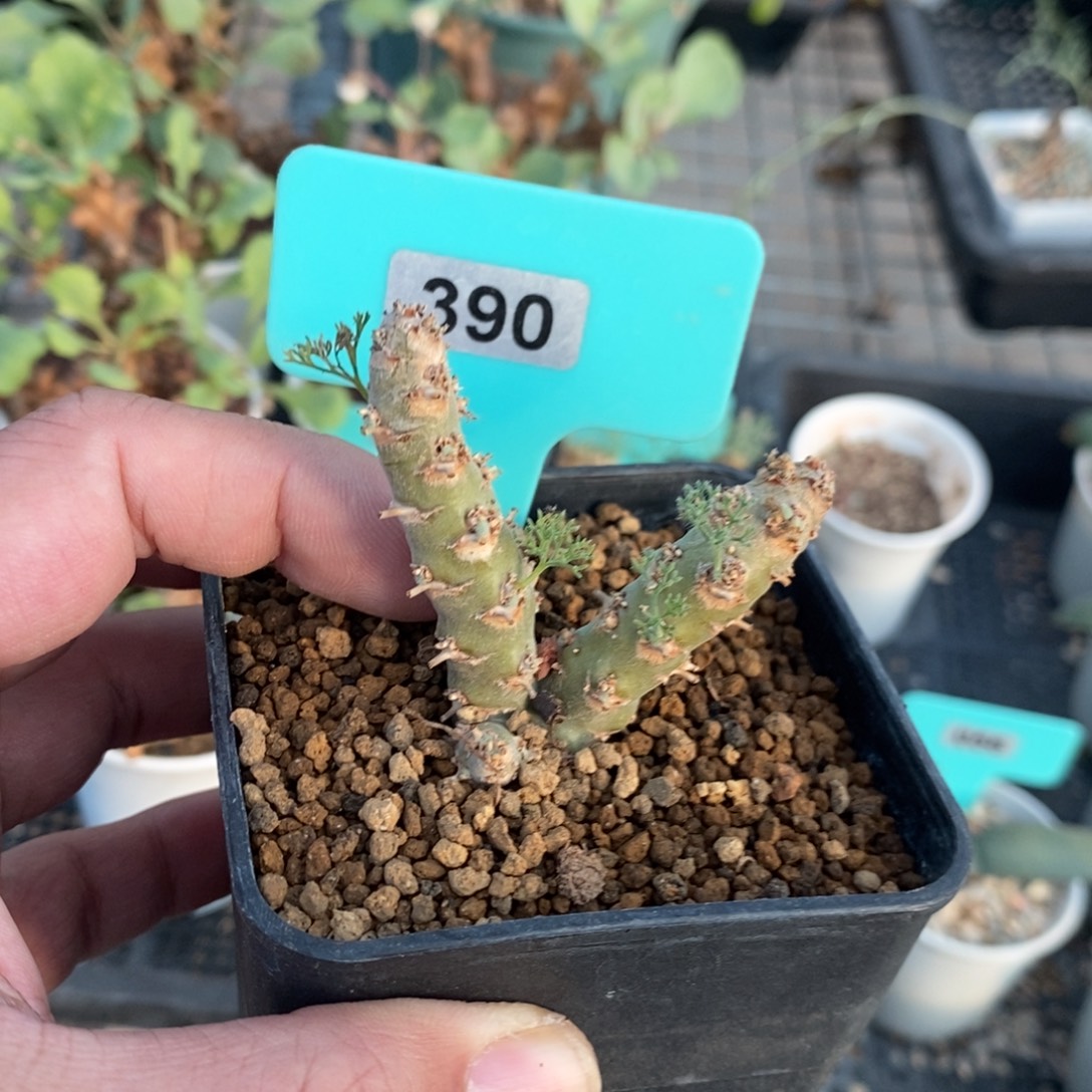 白皮越界多肉植物