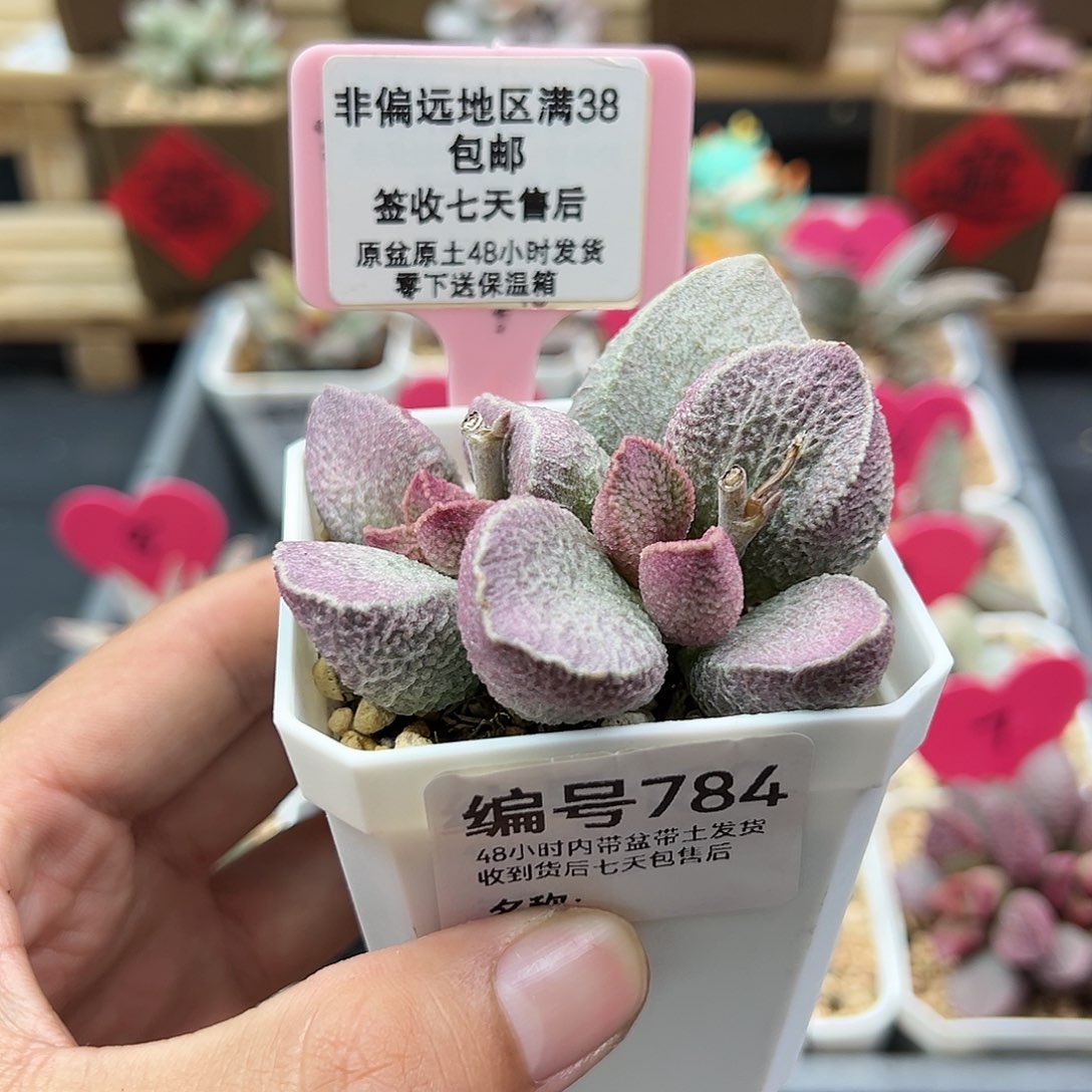 温**阳784哈默猪肝水泡多肉