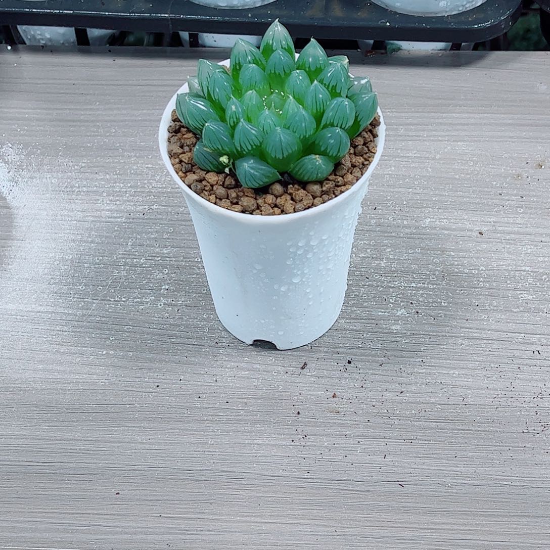 黑姬玉露一勿一拍