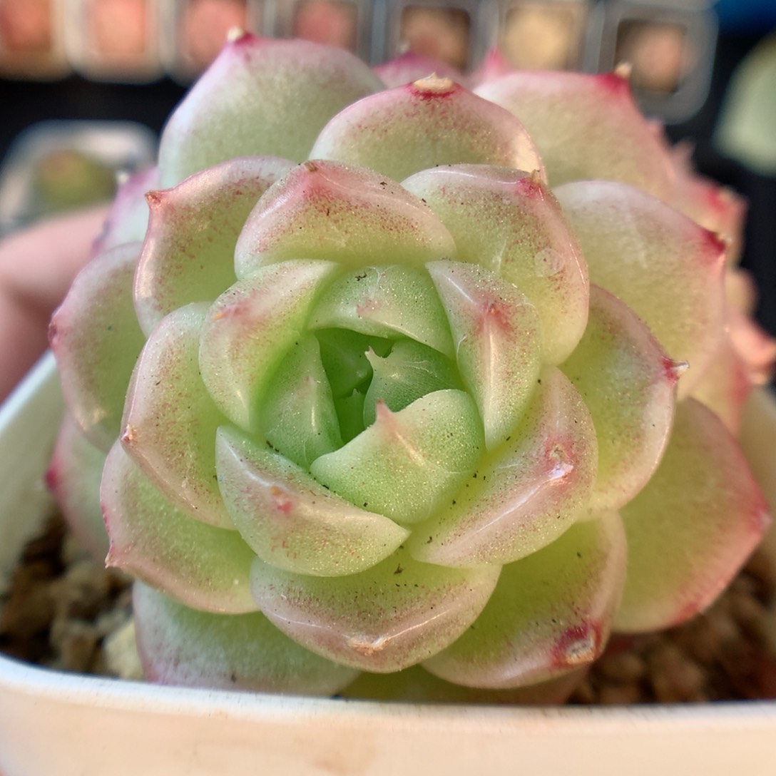 一物一拍精品多肉。 麦秆群 147