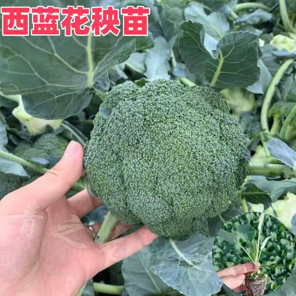 西兰花苗10棵
