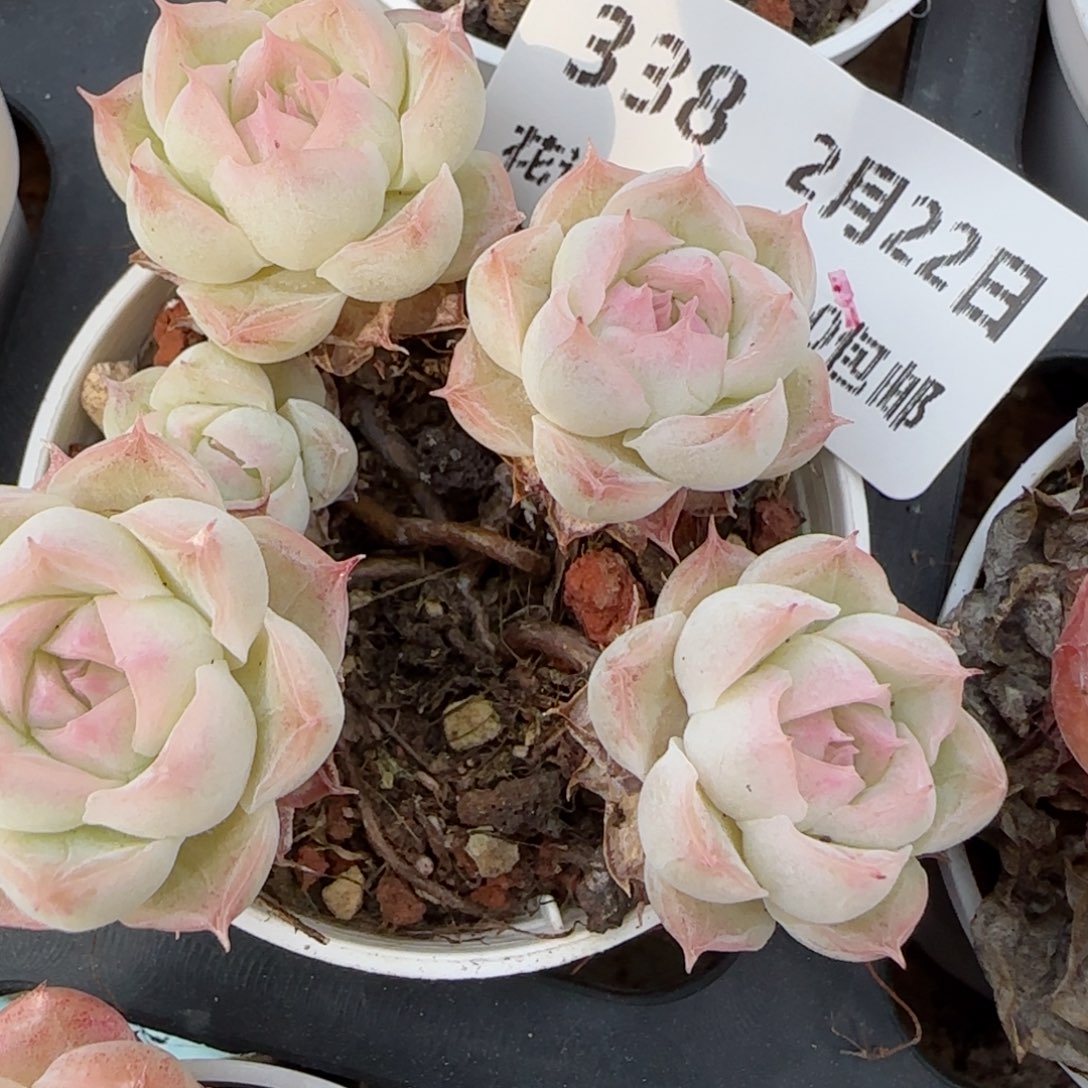 花语逸境0222-338