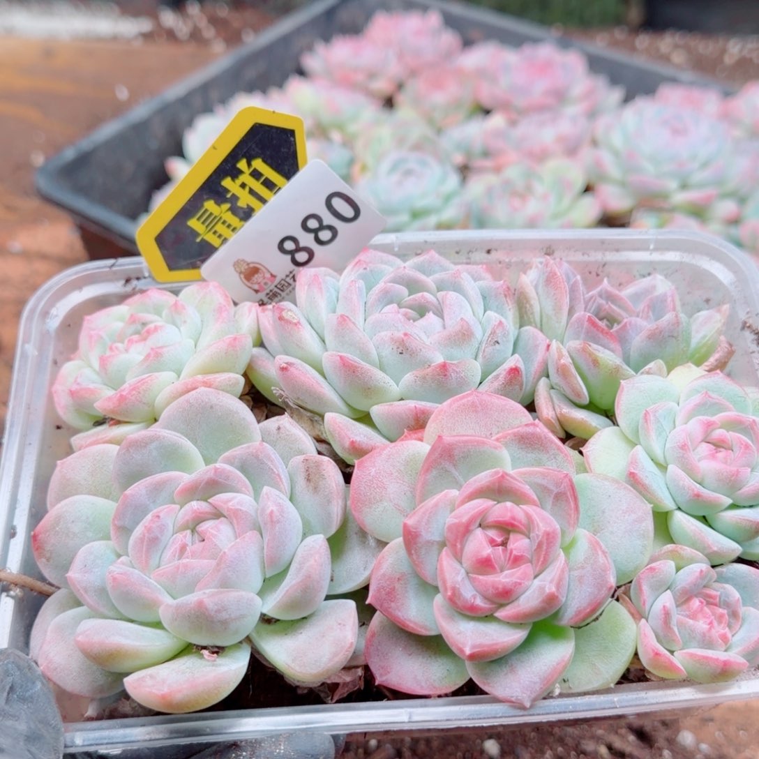 多肉植物多肉植物