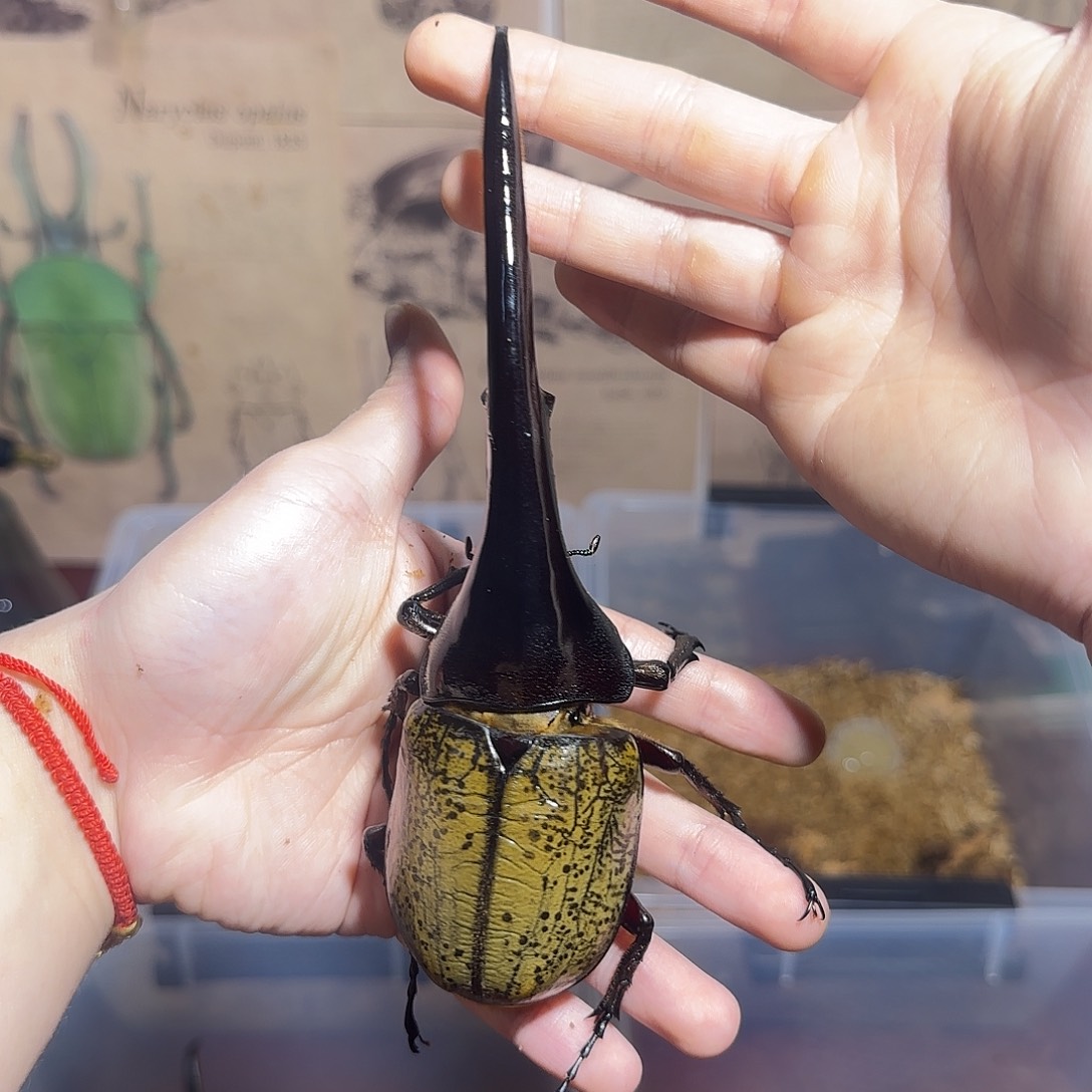 阿***文KBD长戟大兜175.88后代