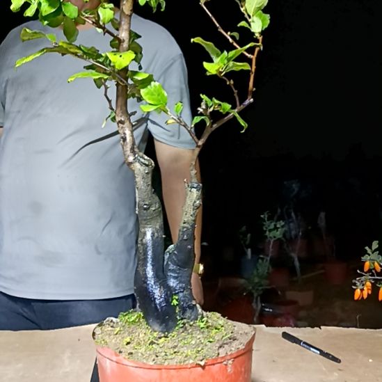 国***猫无花朵老鸦柿嫁接苗