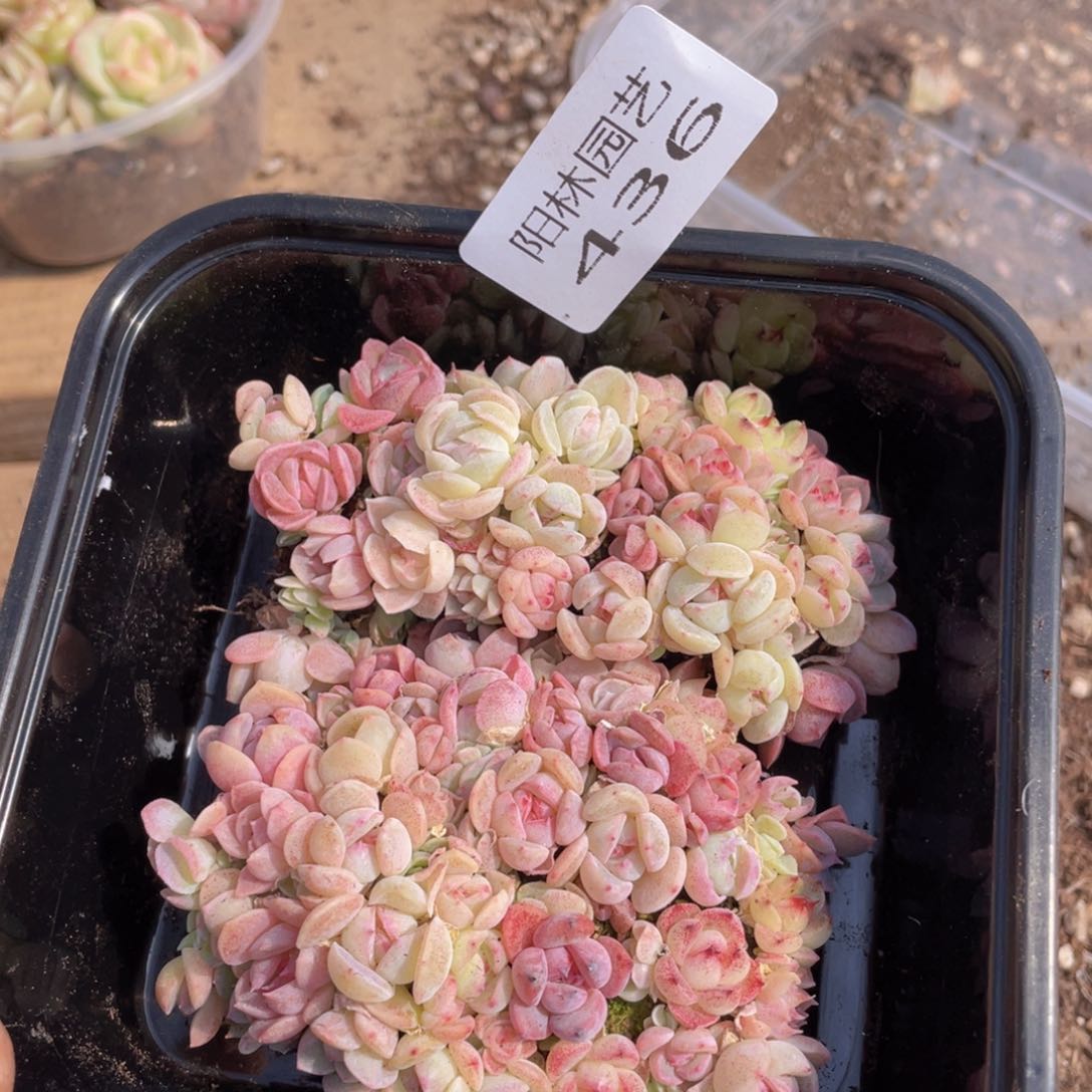 多肉植物多肉植物436