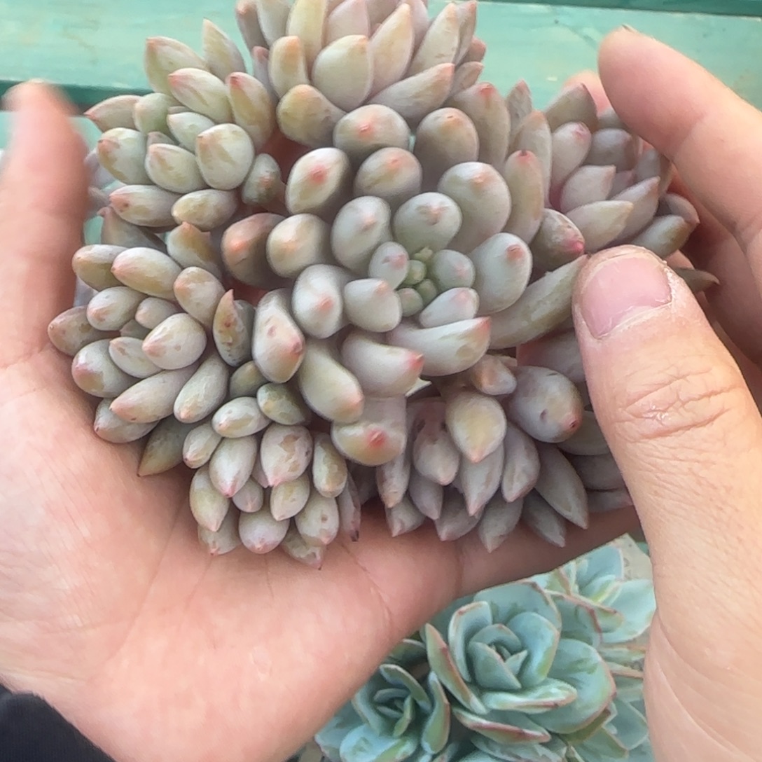 8头所罗门，发货点延迟