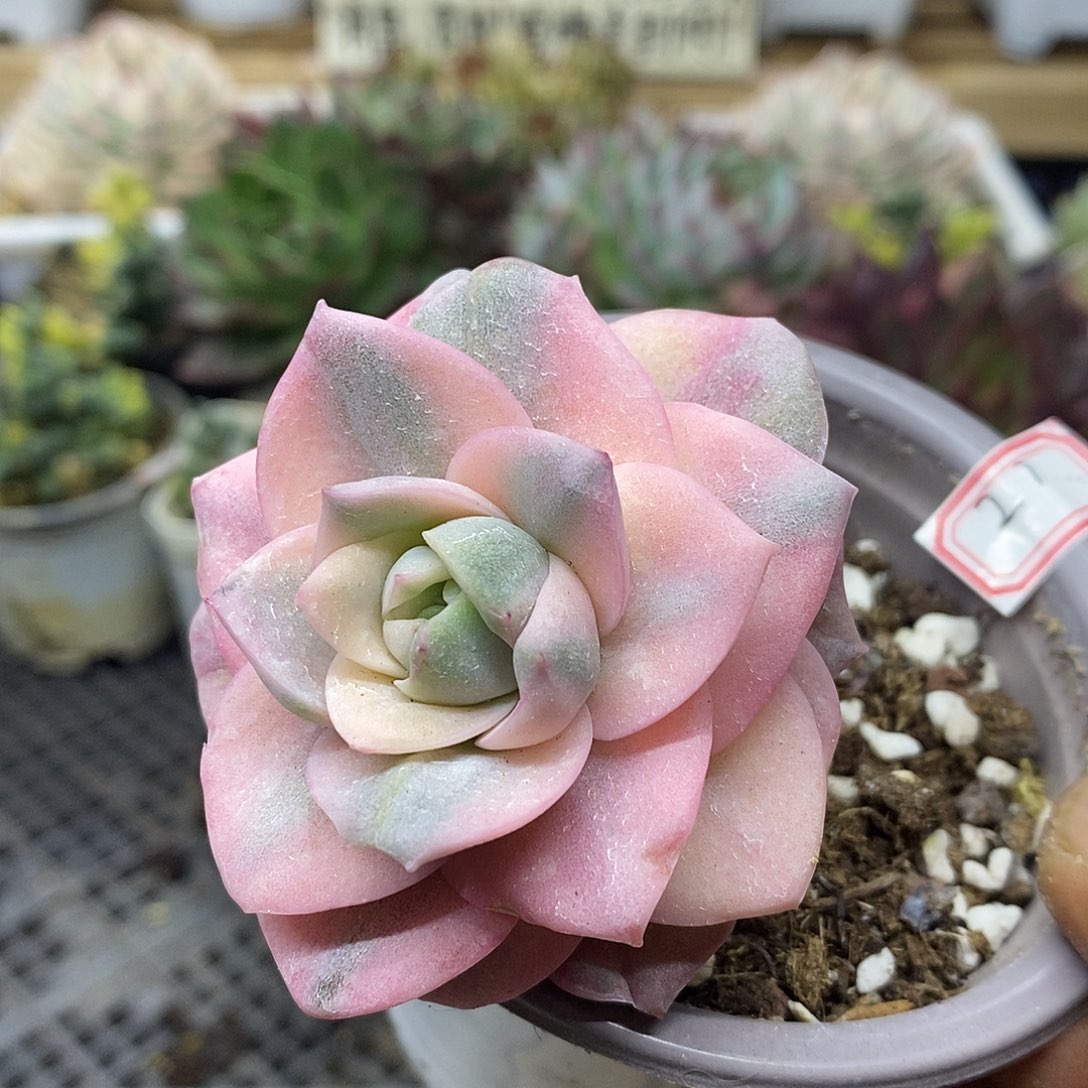 1127 可爱玫瑰彩锦
