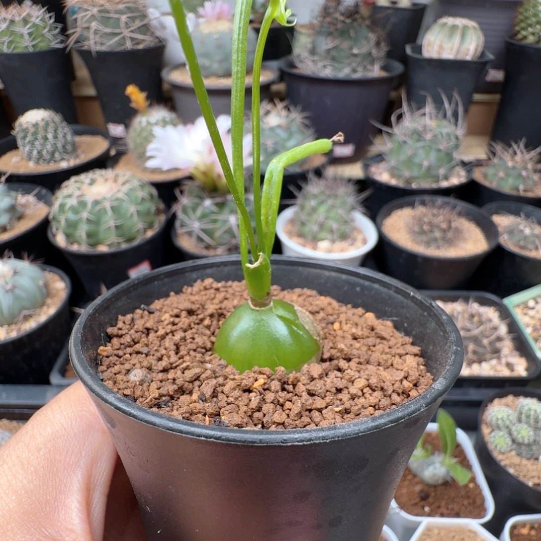 大仓角殿脱土发货