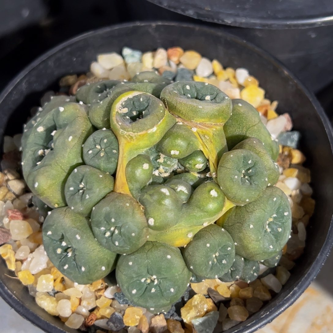 m团子yin群带盆实生