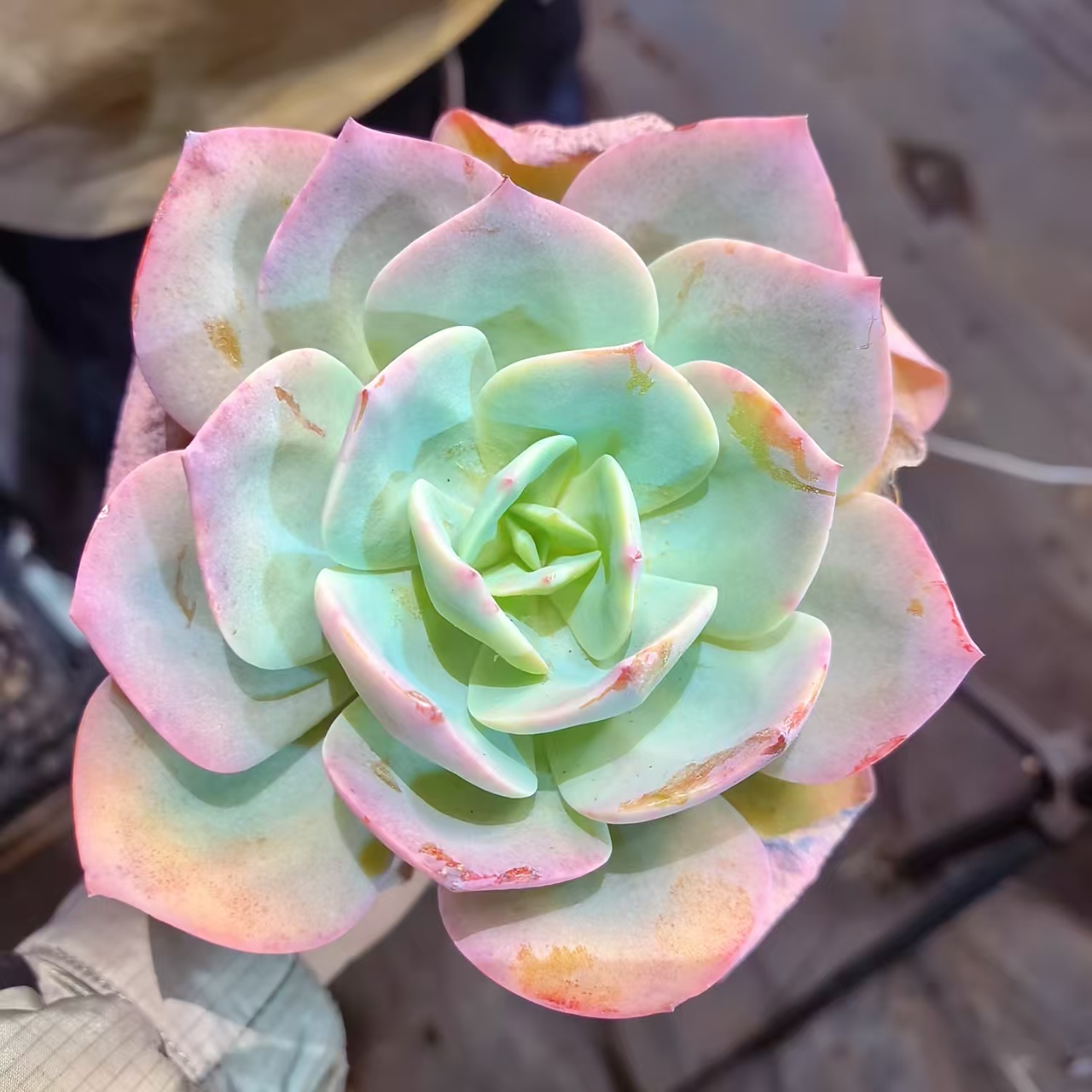 【单头白凤】 多肉植物 绿植盆栽