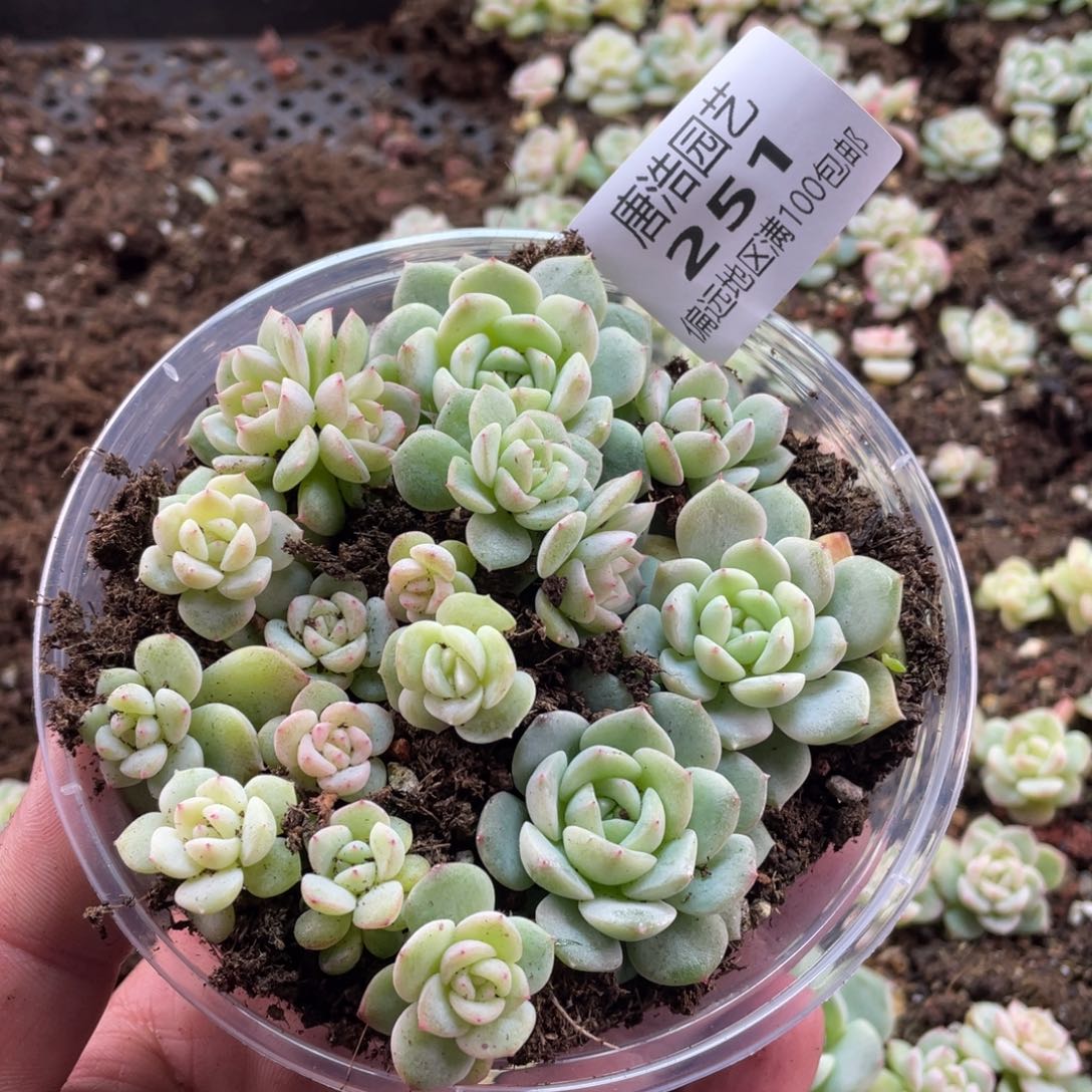 甜心财富混一物一拍251…