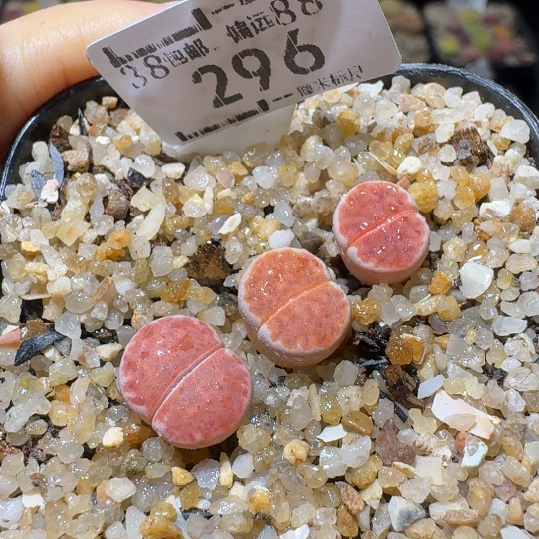 Sss精品便宜出296