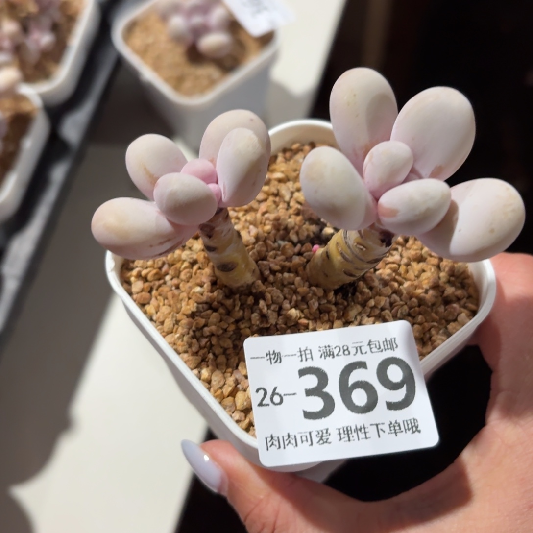 蛋黄奶无盆土发货