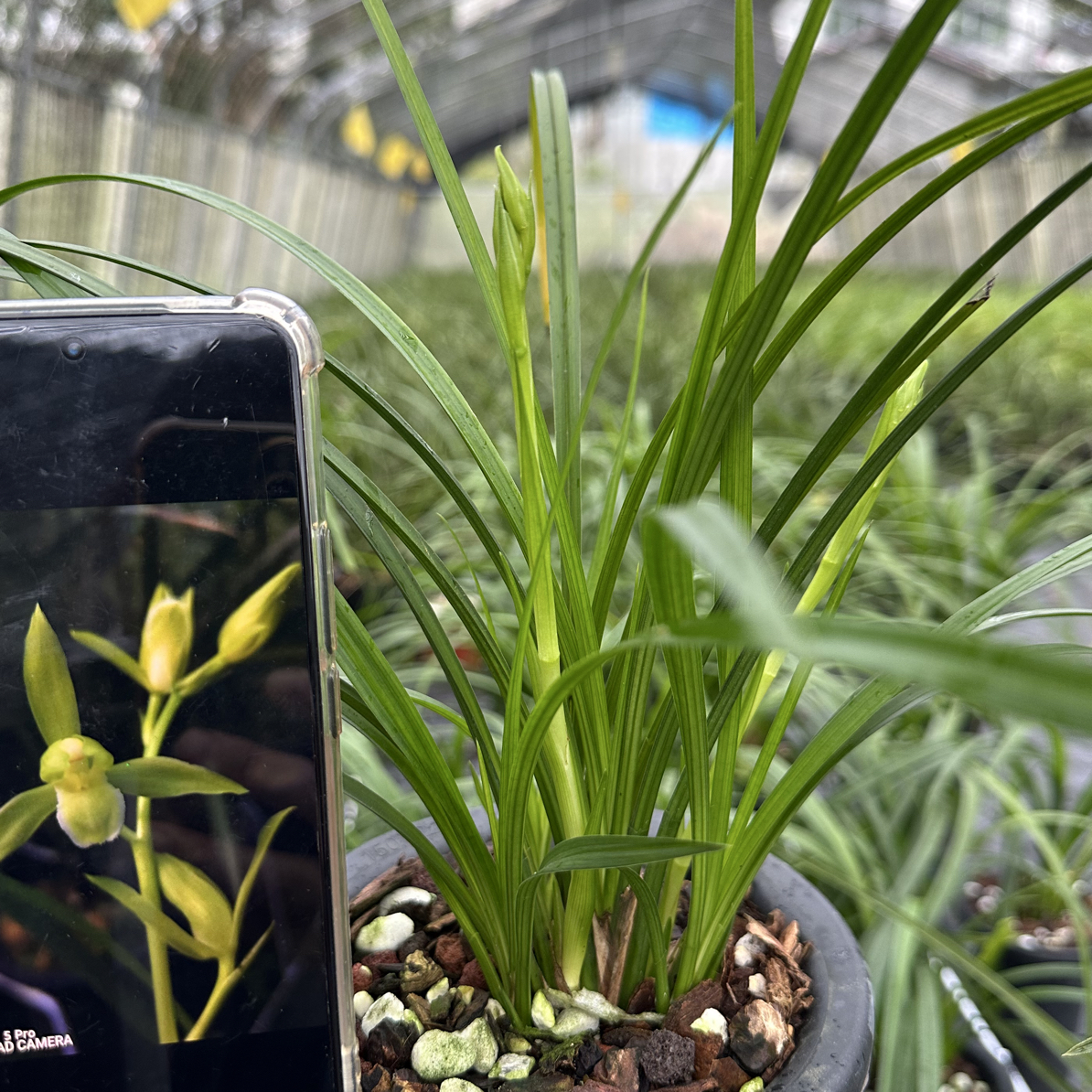 精品秋芝素花兰花兰草花卉绿植盆栽