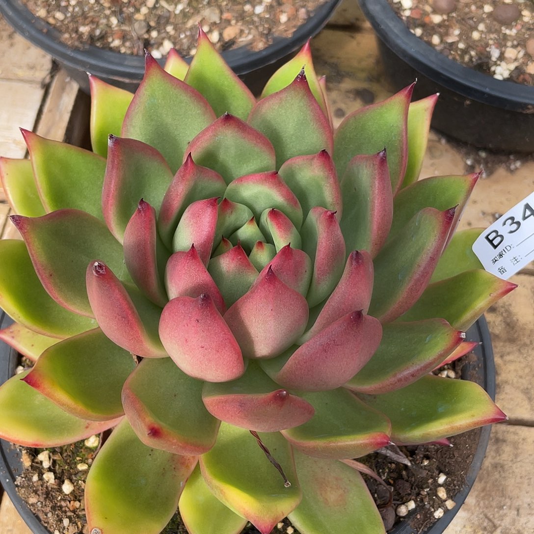 若如东云单拍B342