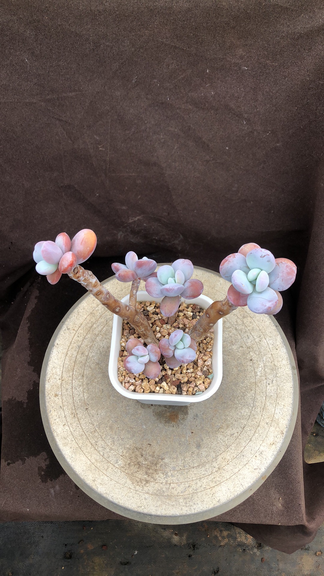 多肉植物雪美人老桩精控