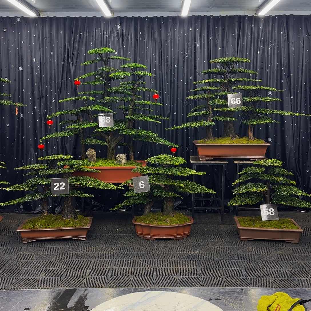 松树柏树高端造型盆景