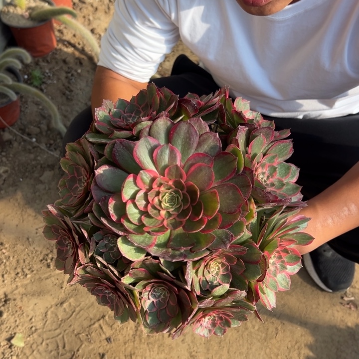 15.8粉花妖一颗包邮