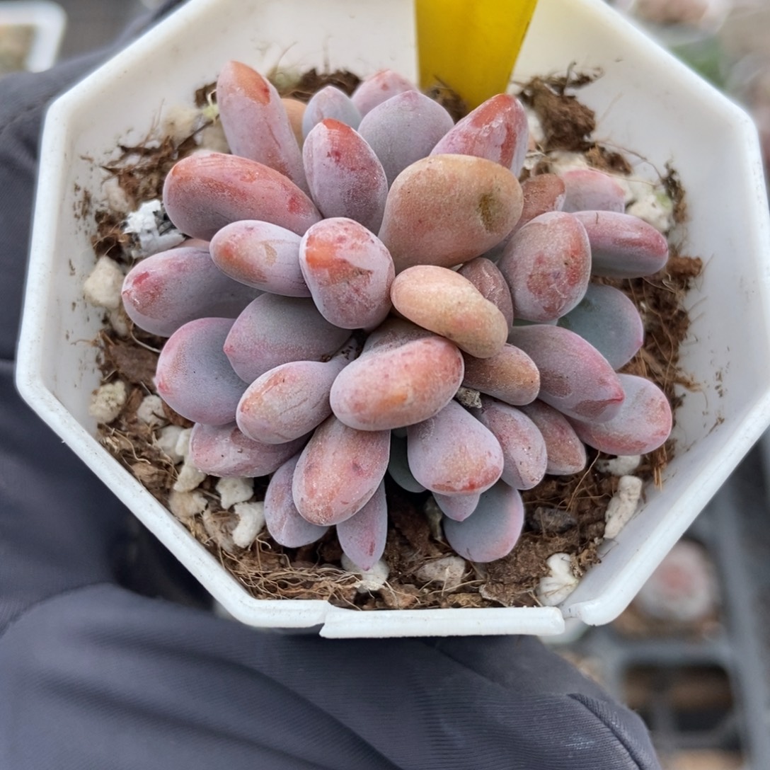 1864粉兔多肉植物多破了