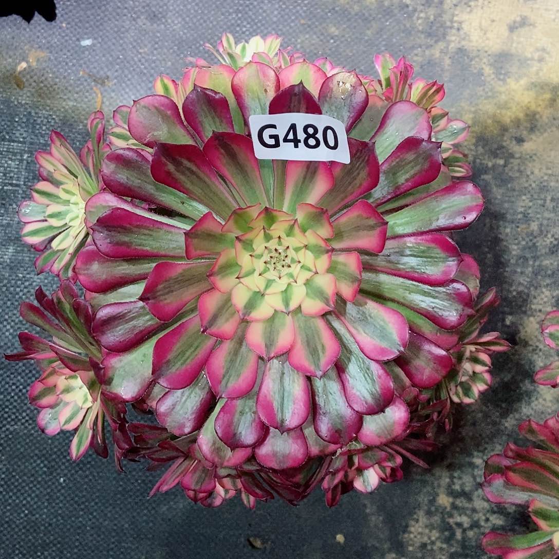 红陶480红铜白3多肉小颗