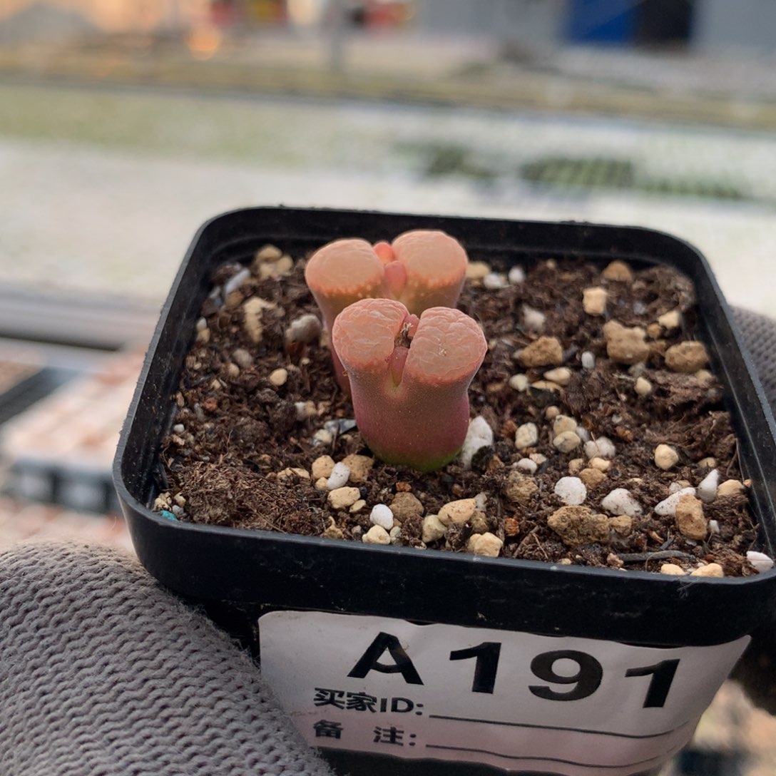 ?****猫a191风铃母本一颗