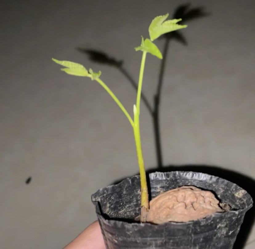 文玩核桃原生苗 两个来月 【带绿叶】【【【拍。前。联。系】】】