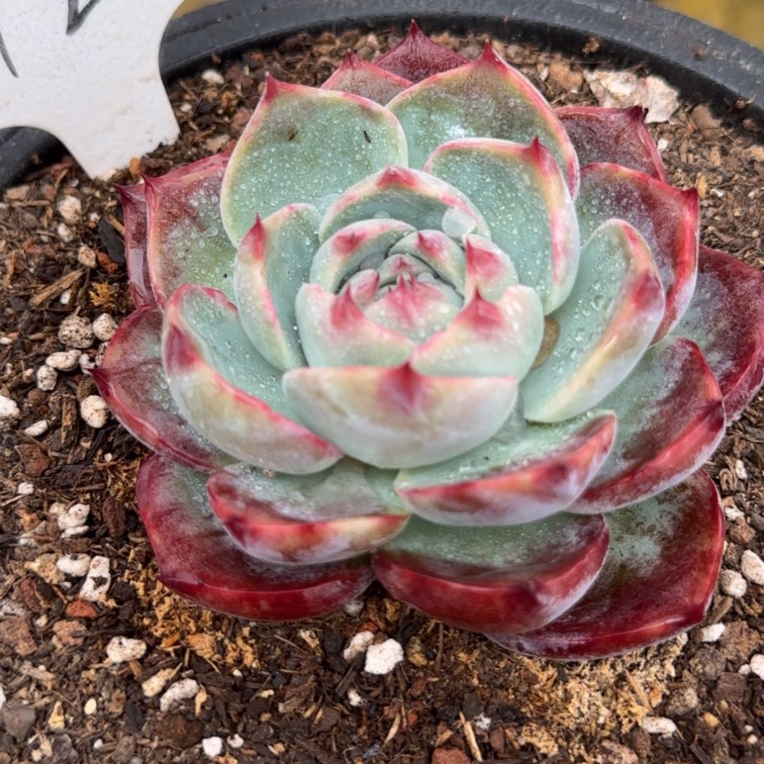 惊鸿一物一拍包装收缩花旱128