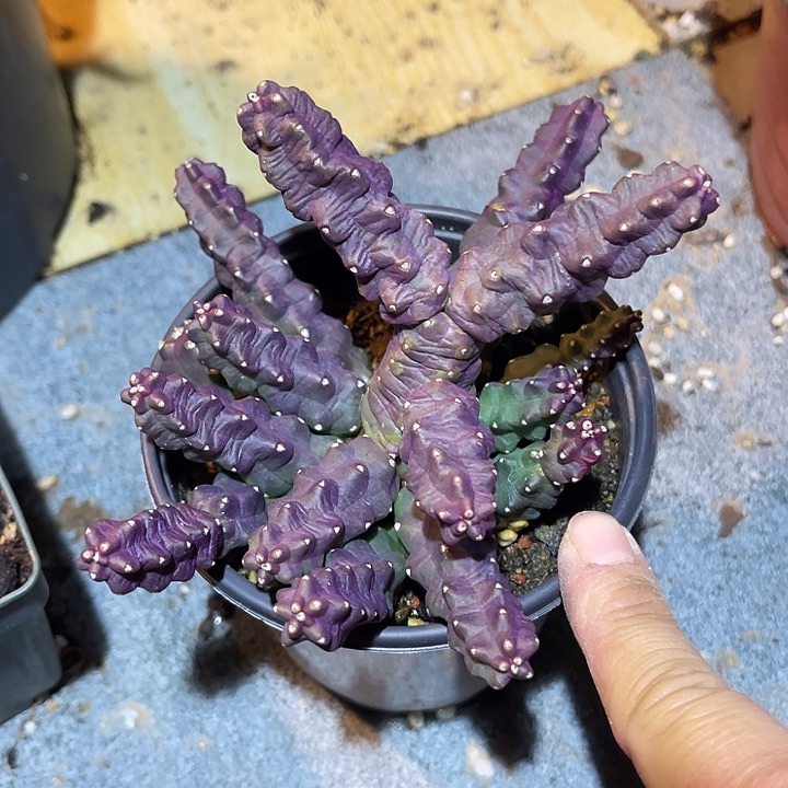 满38包邮2天凑单，脱土晾根发货多肉植物桃太郎