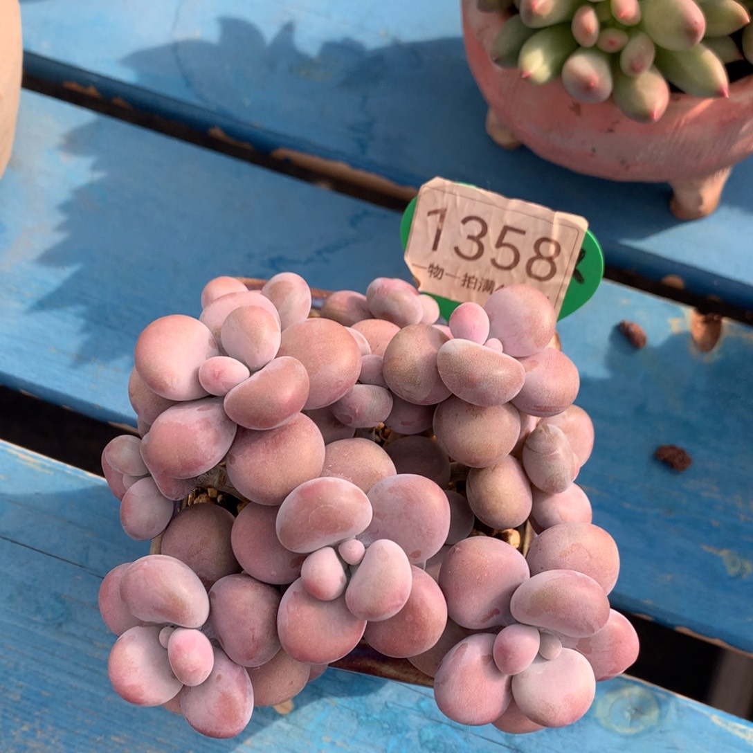 腰子蛋老桩无砍1358