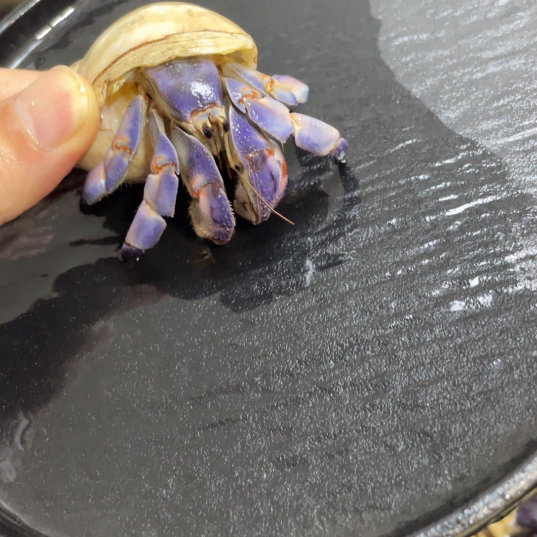 寄居蟹，寄居蟹，寄居蟹