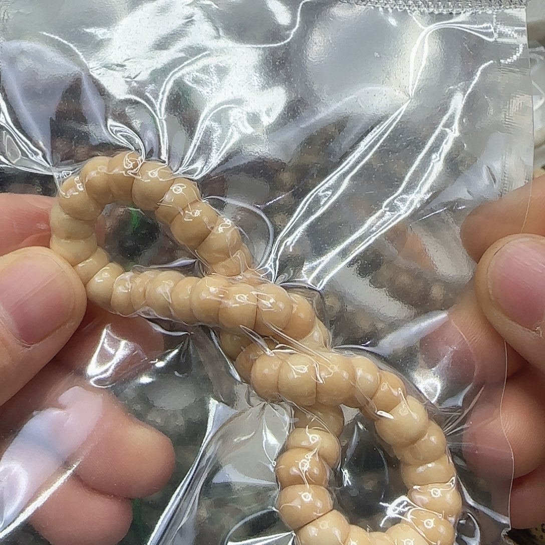 龙脊菩提手串112龙脊菩提8蒜瓣大肠单圈