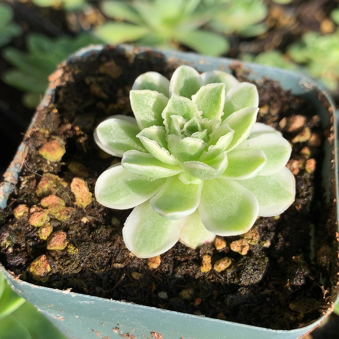 小蕾丝秋夕清新透彻