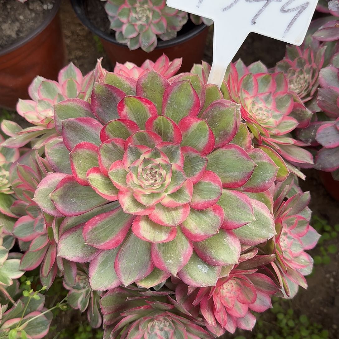 4549云荷多肉法师