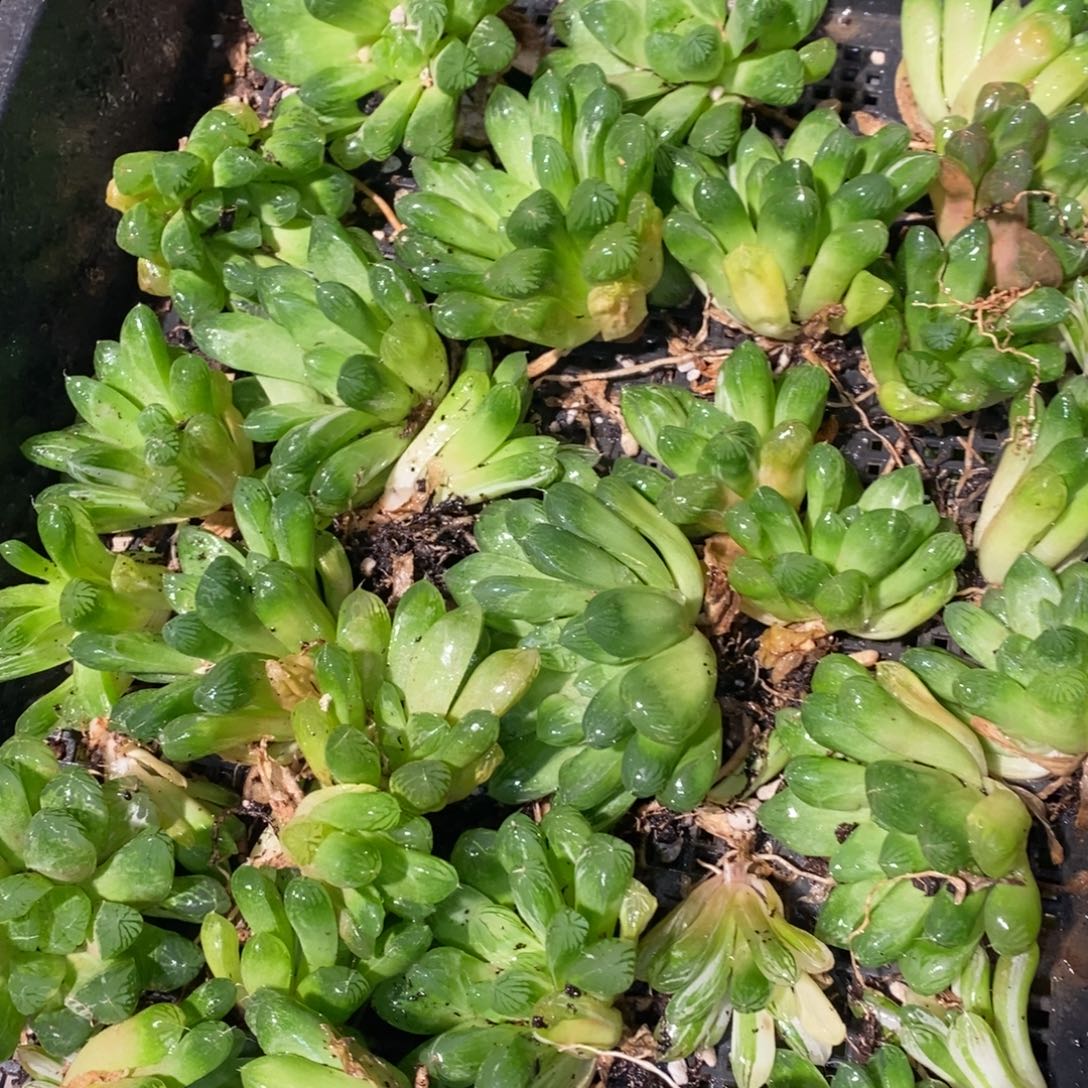 826 一颗实生苏皇雨露 整点福利