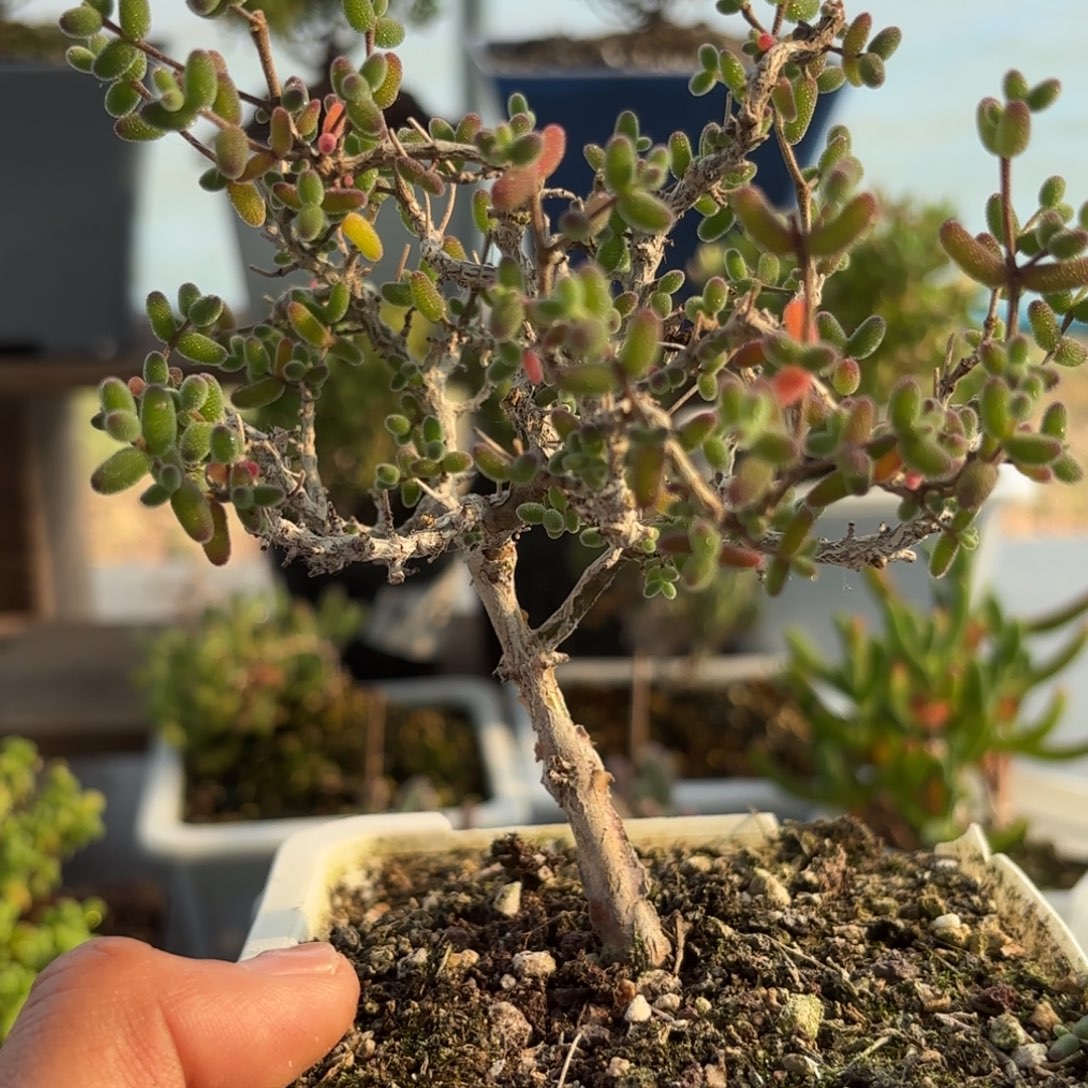 054老桩糖球枝干福利