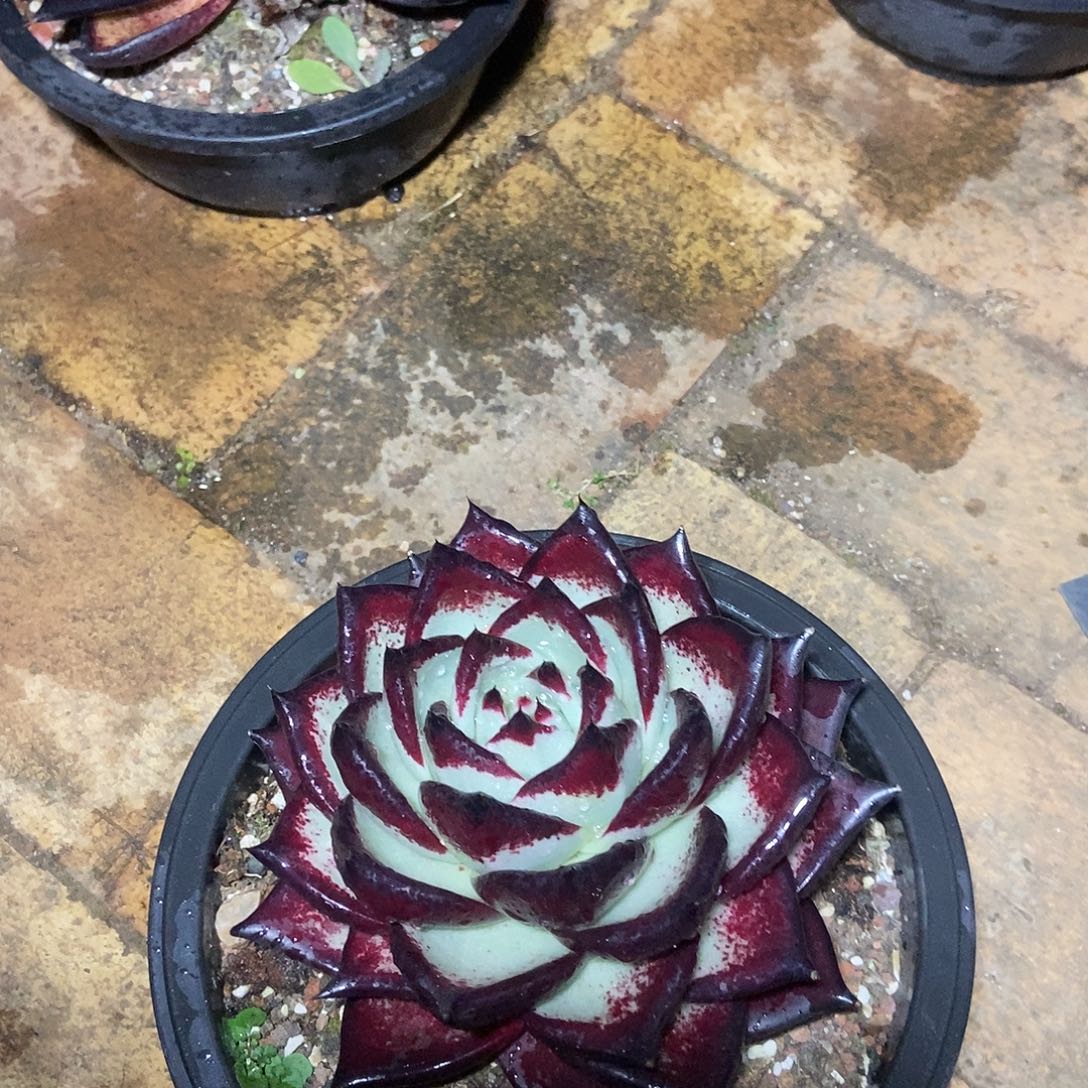 五***、福利特价美乌红玫瑰