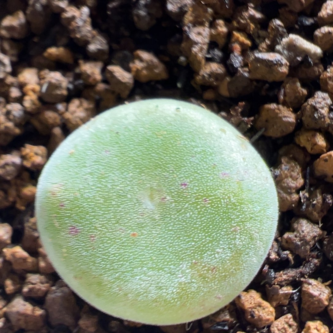 36多肉植物百科植物