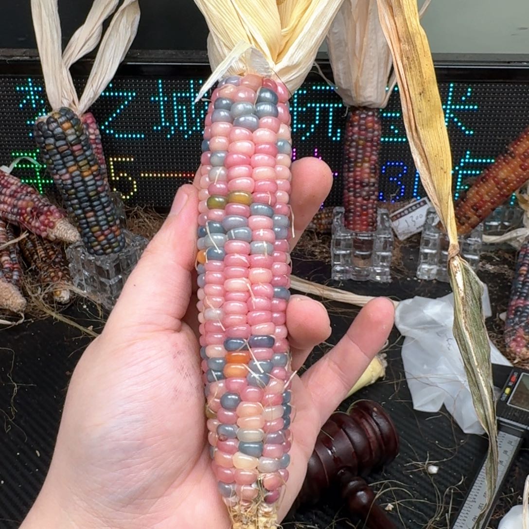 柏香籽/百香籽吊坠米*