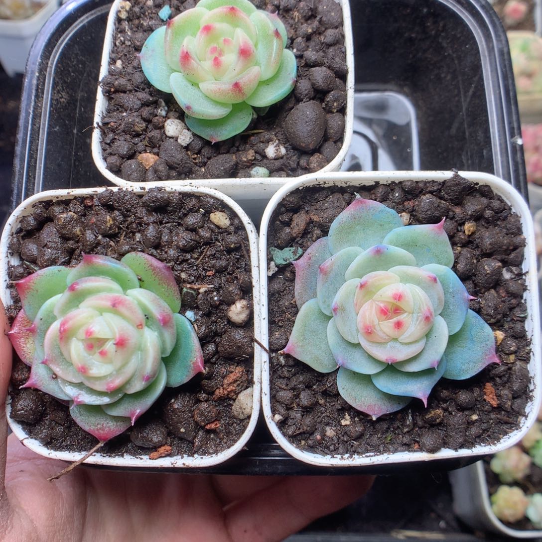 无花朵F121。yyyyyyy