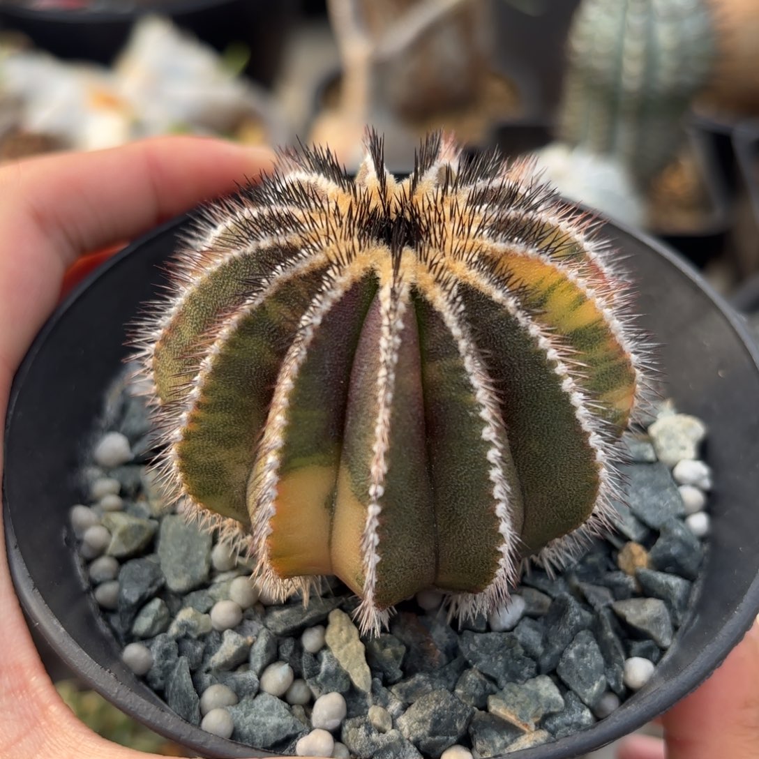 完全开放优伯球锦gggg