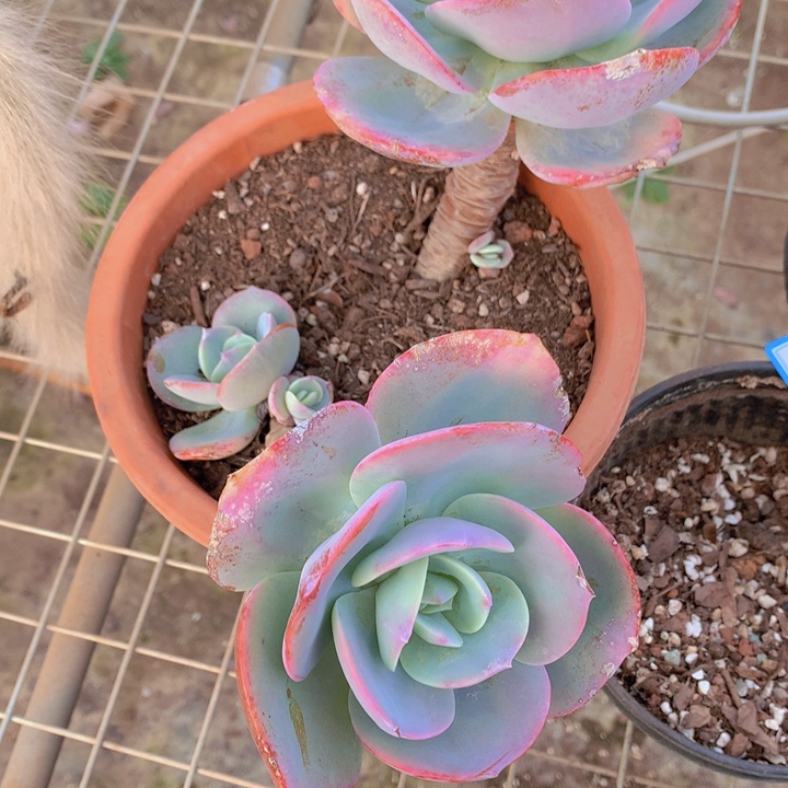 无花朵用****41多肉植物255